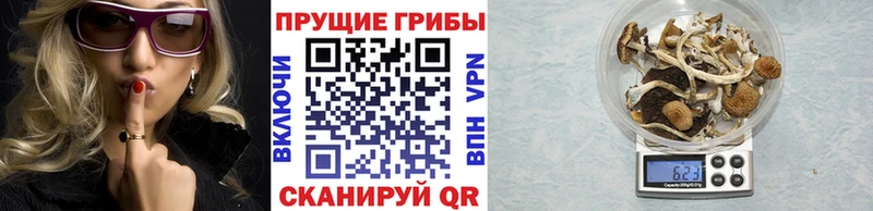 Псилоцибиновые грибы Magic Shrooms  закладки  маркетплейс какой сайт  Россошь 